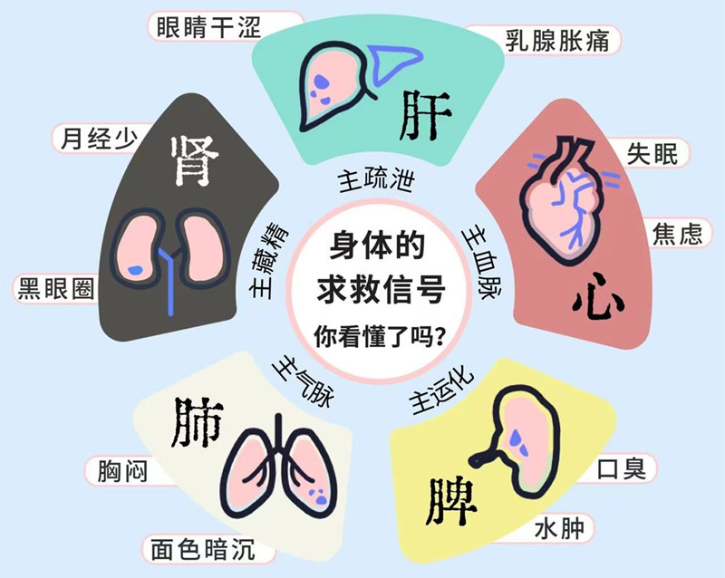 南寧專業(yè)美容管理學校：五臟六腑如何管理？